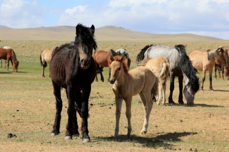 low budget Mongolia horse treks